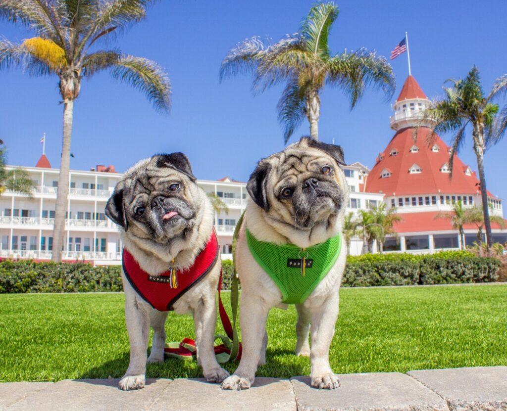 is hotel del coronado dog friendly