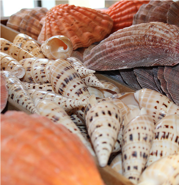 Shells in a store