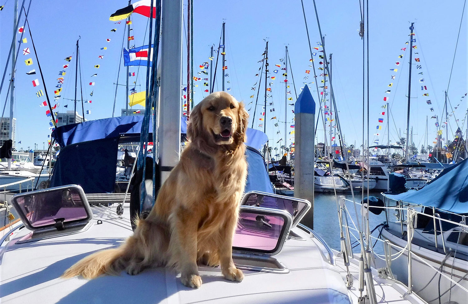 yacht club dog friendly