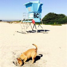 little corona del mar beach dogs