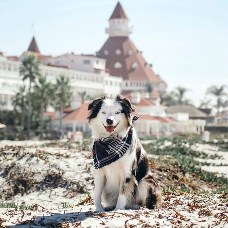 Dogs at The Del Coronado Visitor Center