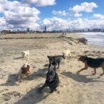 Coronado Dog Beach - Coronado Visitor Center