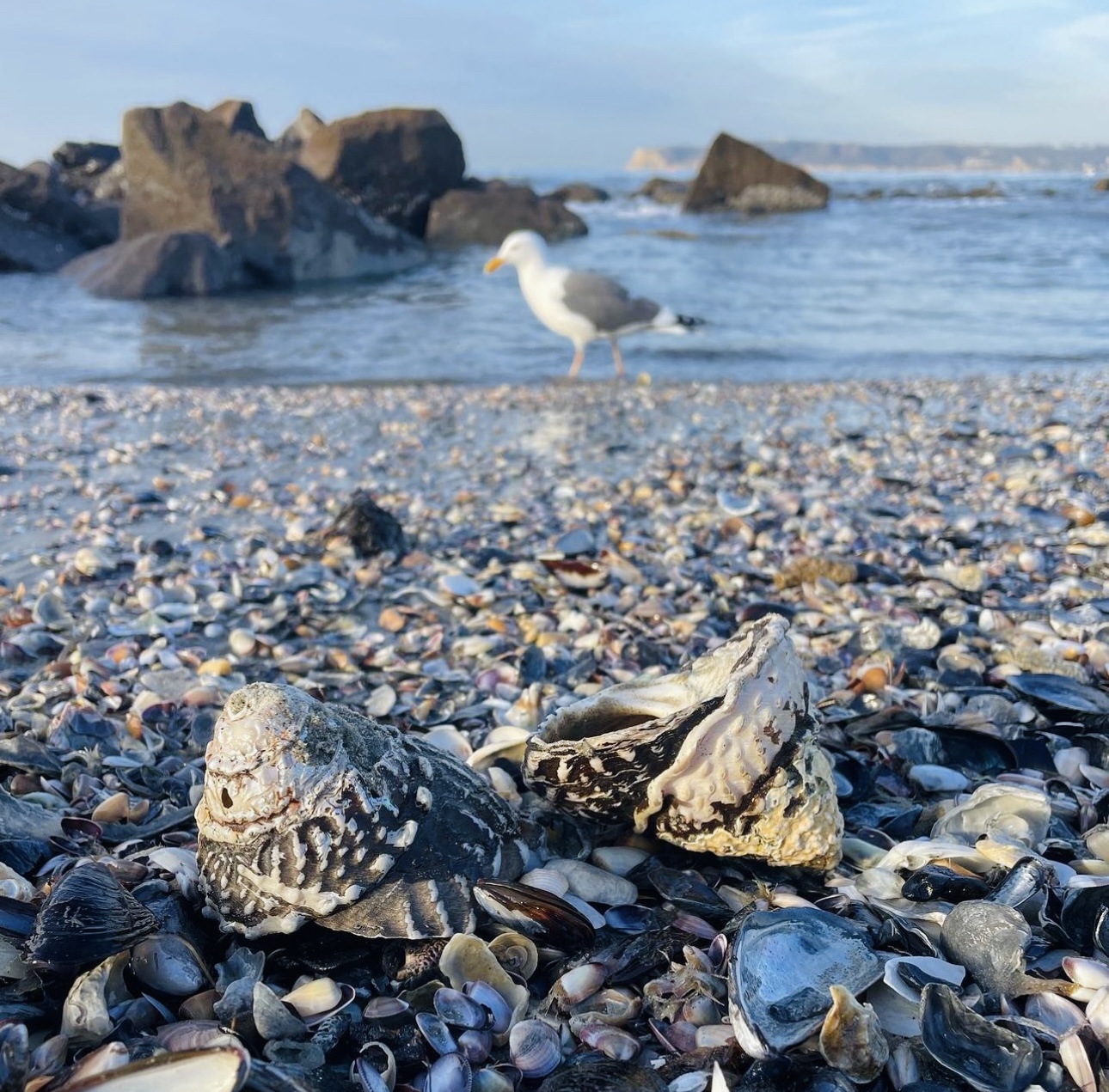 Coronado Beachcomber - Coronado Visitor Center, image size:1290x1271